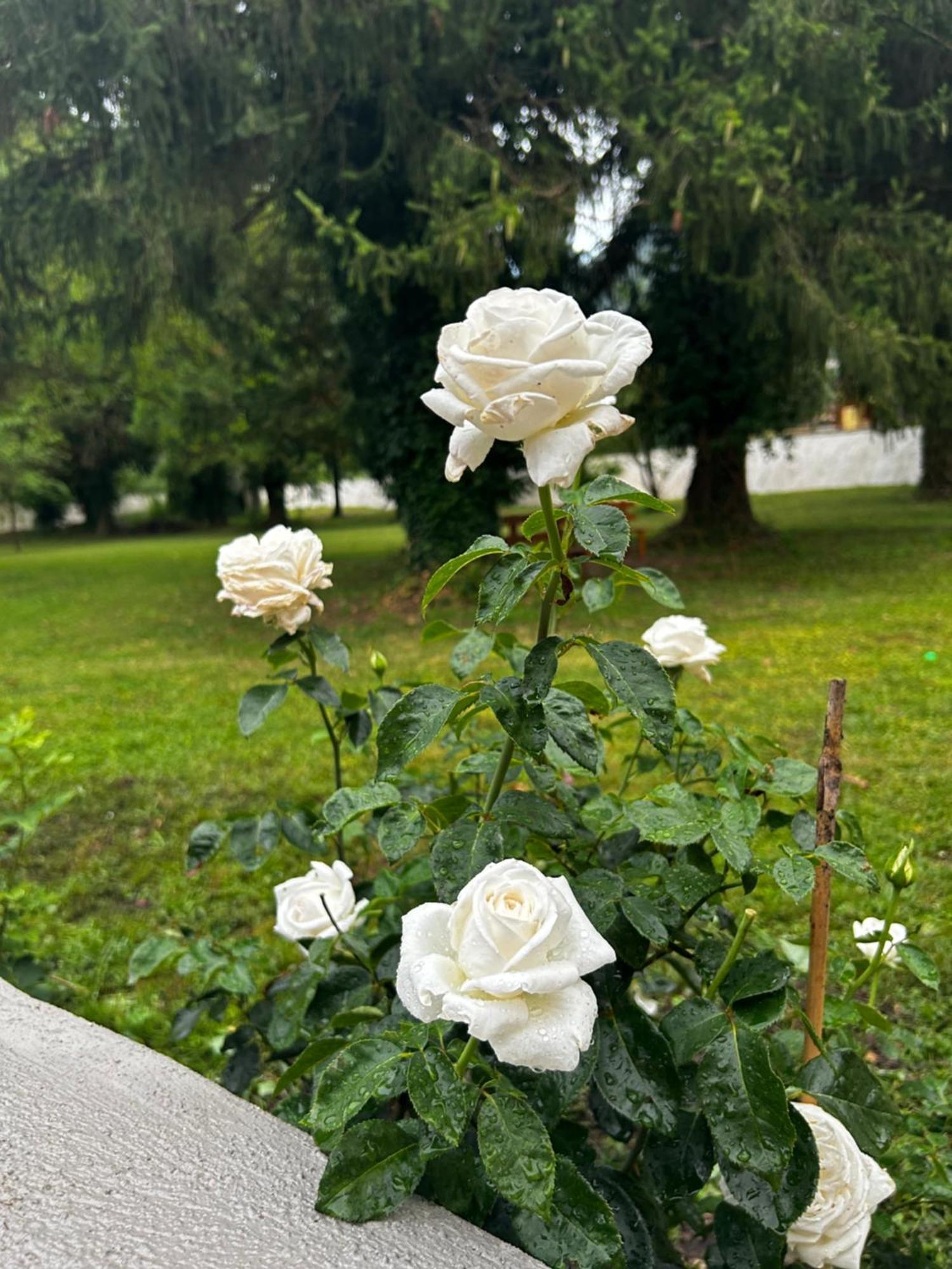 Residence il giardino sul fiume Nera Cerreto di Spoleto Esterno foto